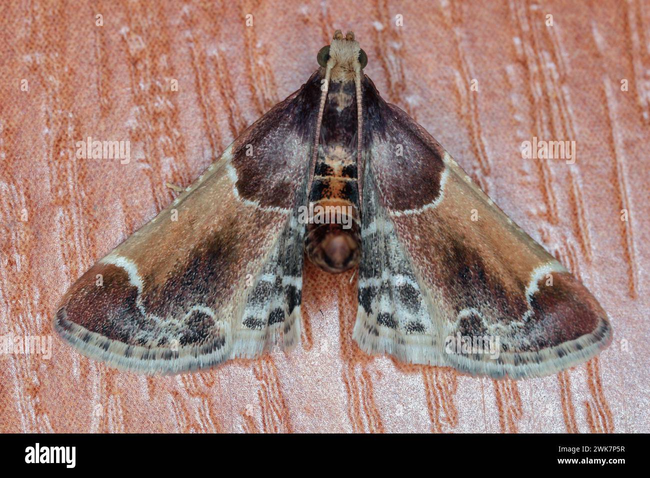 Die Mahlzeit Moth oder Mahlzeit Snout Moth (Pyralis farinalis) ein kosmopolitischer Moth der Familie Pyralidae. Raupen sind Schädlinge von gelagerten Lebensmitteln. Stockfoto
