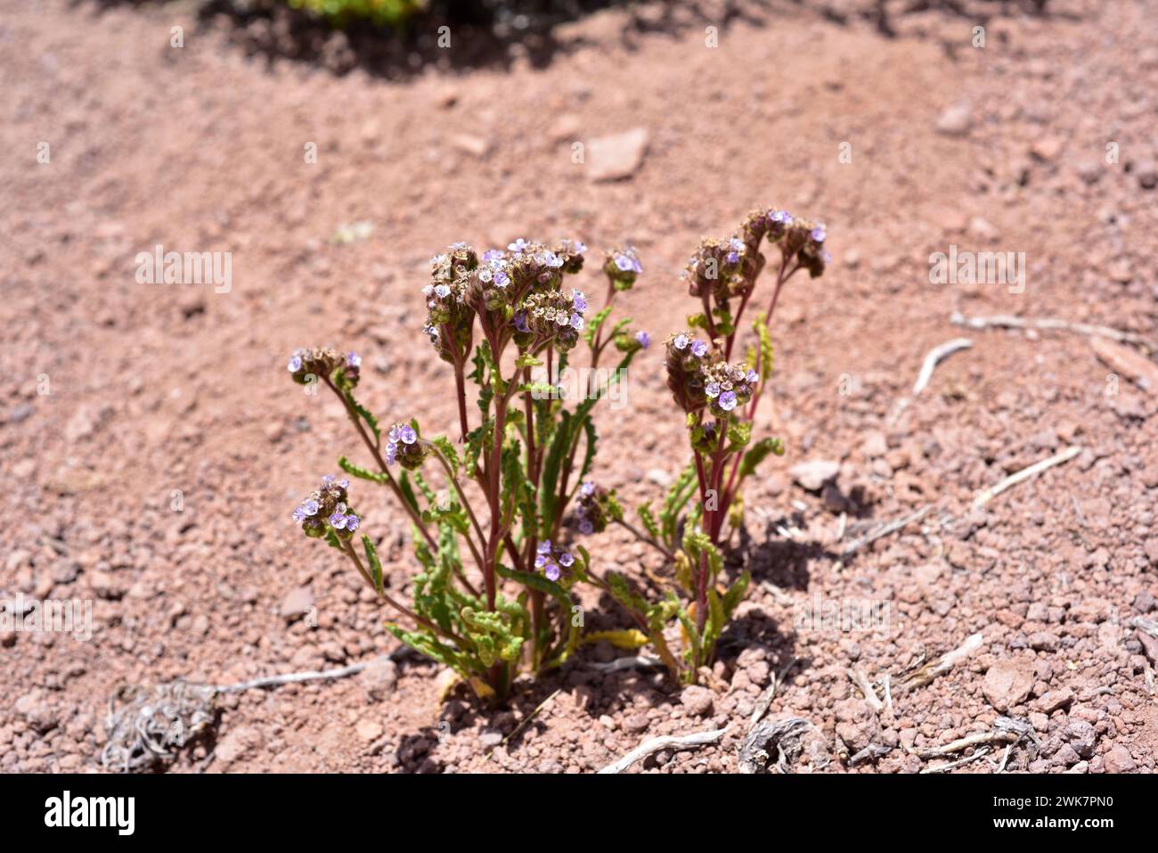 Phacelia setigera ist eine krautige Pflanze, die in Nordchile und Argentinien beheimatet ist. Dieses Foto wurde in Puna Grasland, Chile, aufgenommen. Stockfoto