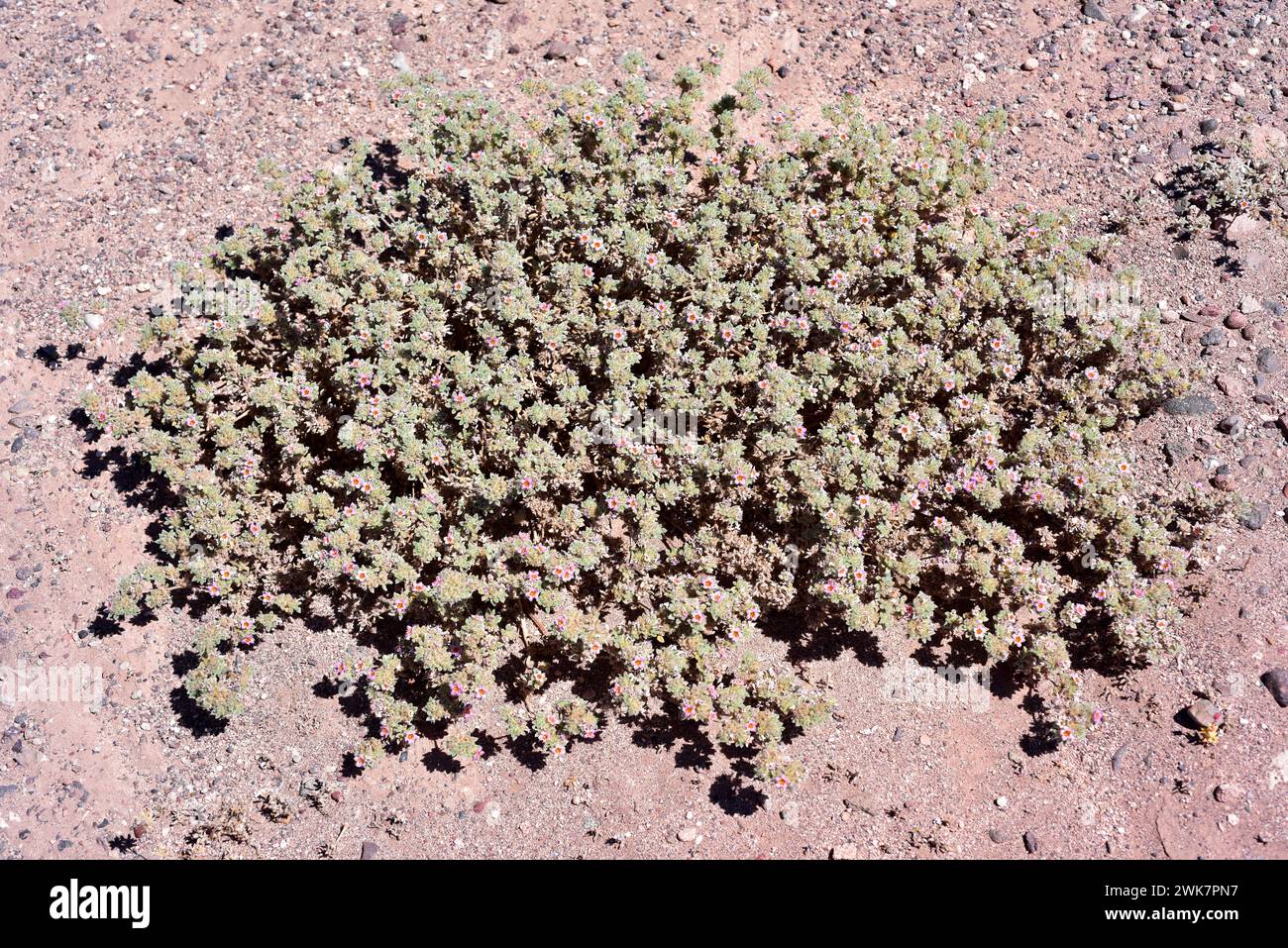 Crinklemat (Tiquilia atacamensis) ist ein im Norden Chiles endemischer Unterstrauch. Dieses Foto wurde in der Atacama-Wüste in Chile aufgenommen. Stockfoto