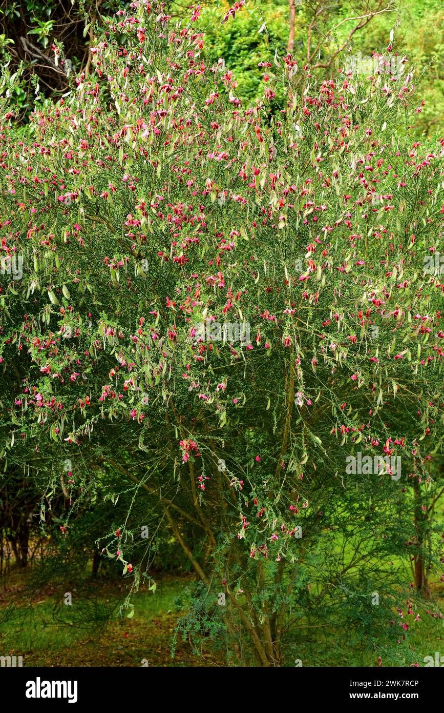 Cytisus x praecox ist eine Hybridsorte. Dieses Foto wurde in Puerto Varas, Region de los Lagos, Chile aufgenommen. Stockfoto