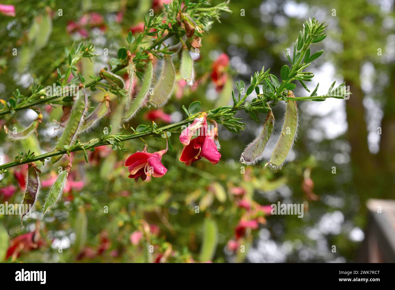 Cytisus x praecox ist eine Hybridsorte. Dieses Foto wurde in Puerto Varas, Region de los Lagos, Chile aufgenommen. Stockfoto