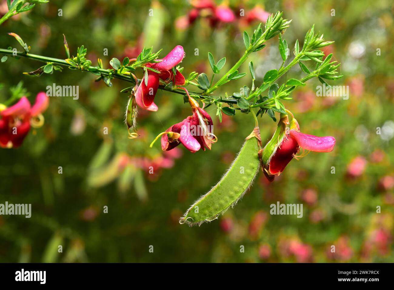 Cytisus x praecox ist eine Hybridsorte. Dieses Foto wurde in Puerto Varas, Region de los Lagos, Chile aufgenommen. Stockfoto