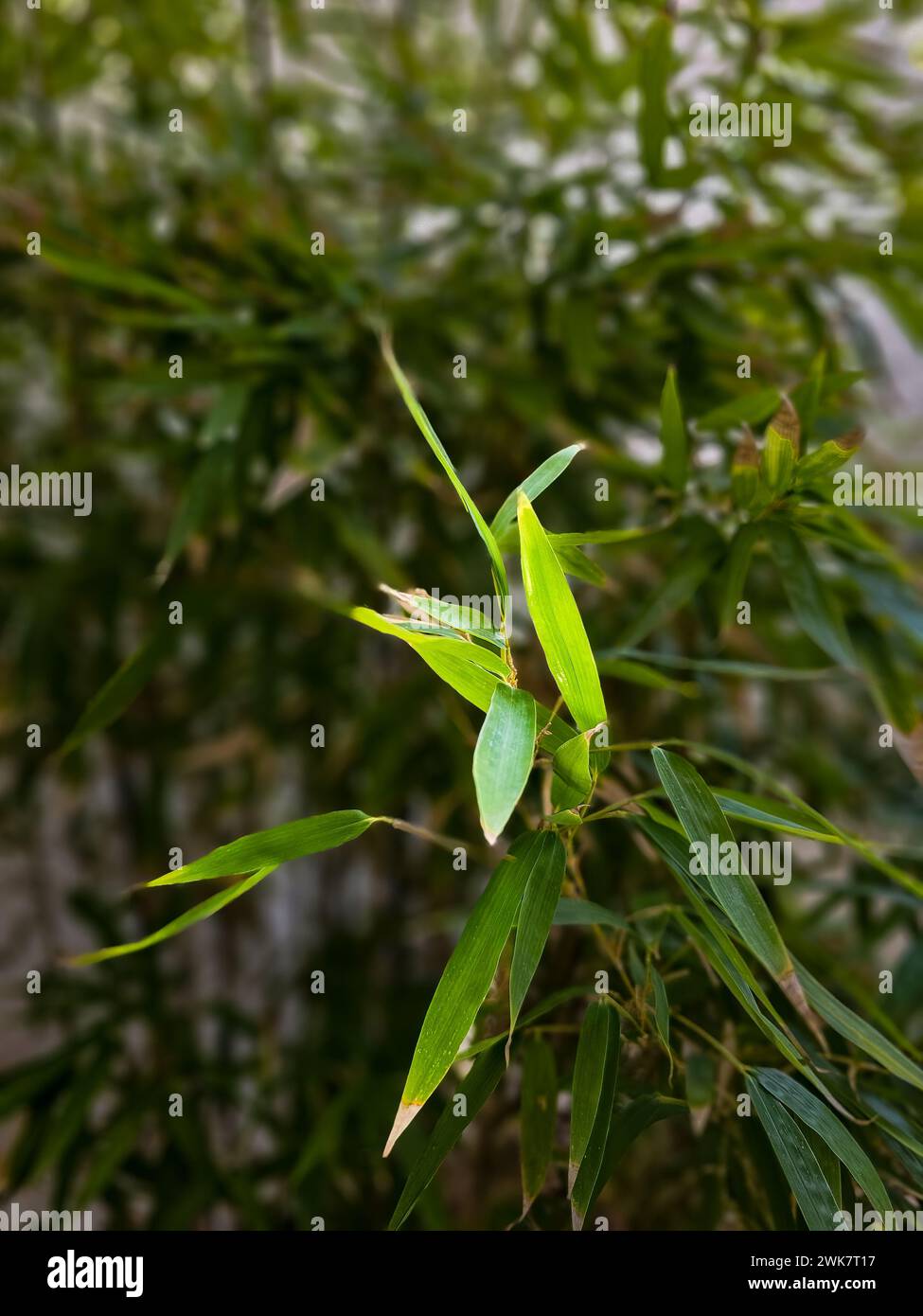 Eine Nahaufnahme von Bambuslaub mit weichem Hintergrundfokus Stockfoto