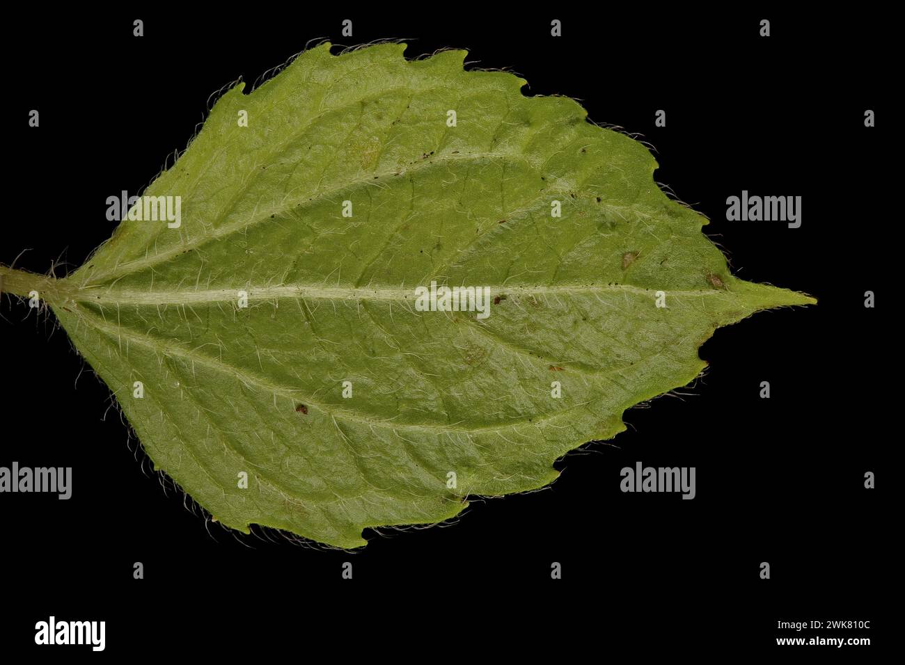 Shaggy Soldier (Galinsoga quadriradiata). Leaf-Nahaufnahme Stockfoto