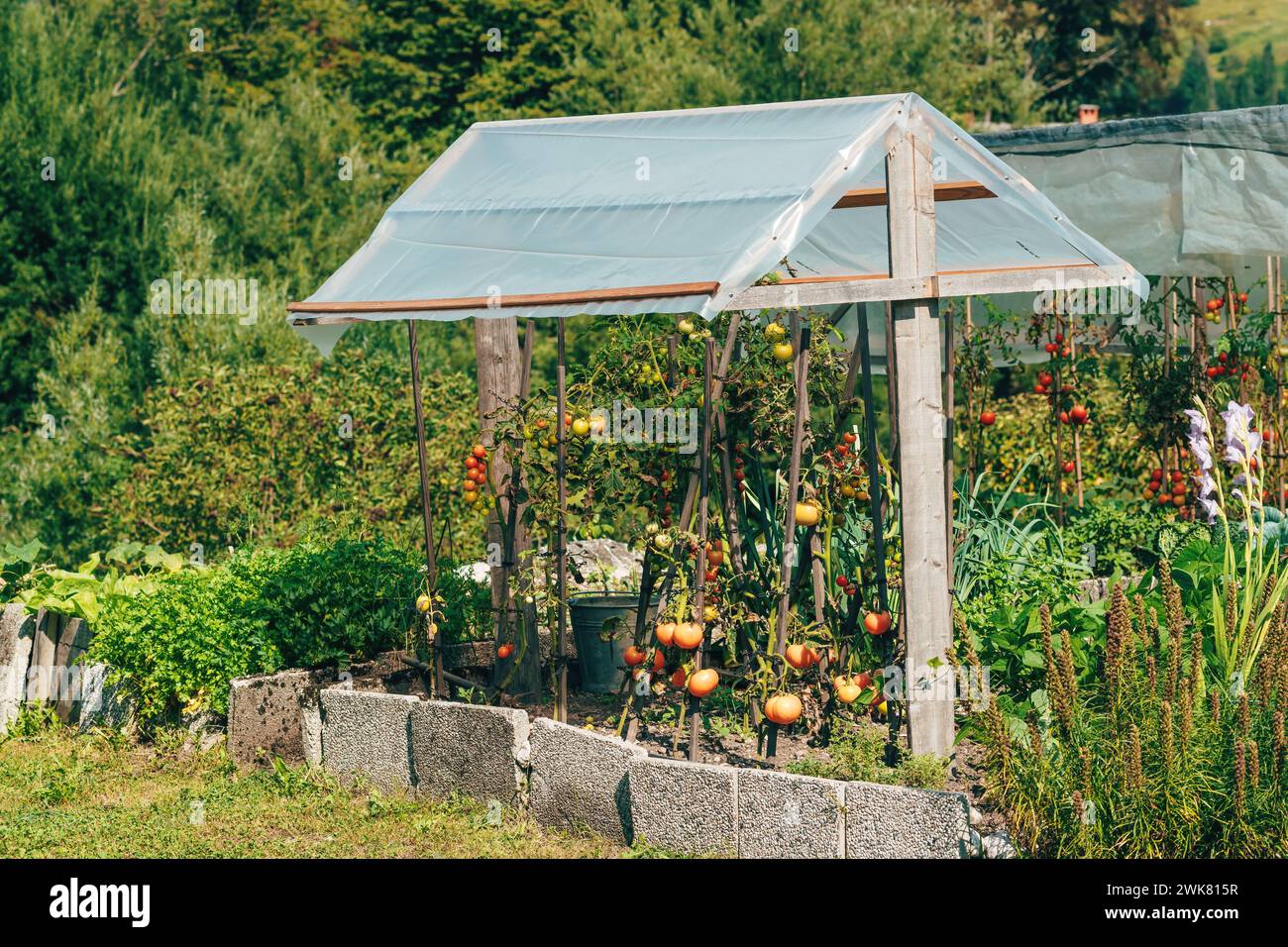 Kleiner Bio-Gemüsegarten für nachhaltigen Lebensstil im Dorf, selektiver Fokus Stockfoto
