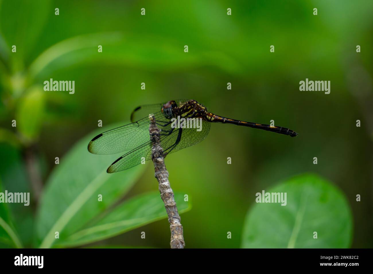 Eine Libelle ruht auf einem Ast im Dschungel. Botanische Gärten. Guadeloupe. Hochwertige Fotos Stockfoto