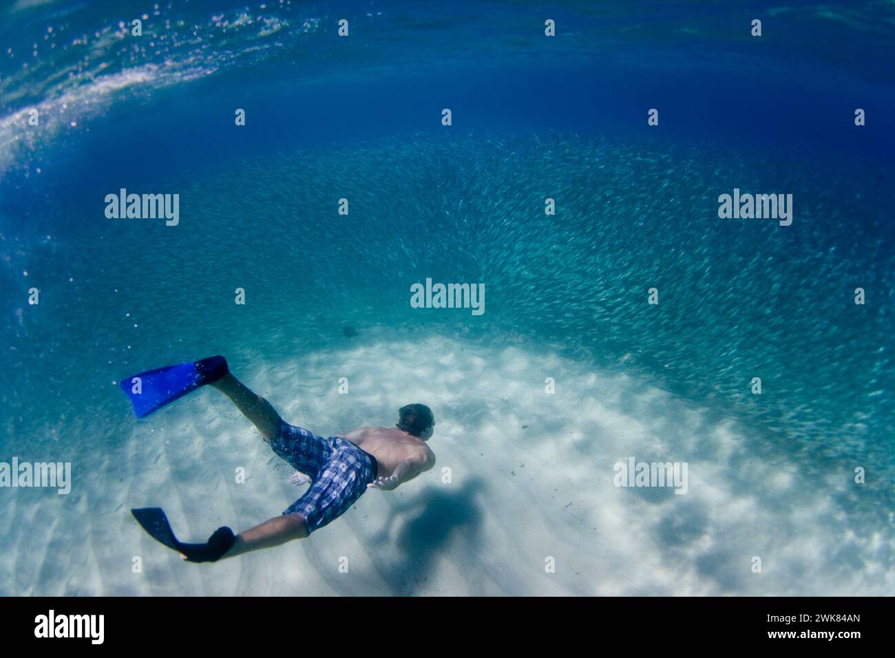 Unterwasseransicht eines Mannes, der mit einer großen Fischschwärme in Hawaii schwimmt. Stockfoto