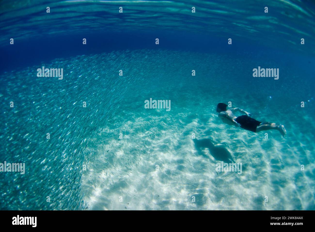 Unterwasseransicht eines Mannes, der mit einer großen Fischschwärme in Hawaii schwimmt. Stockfoto