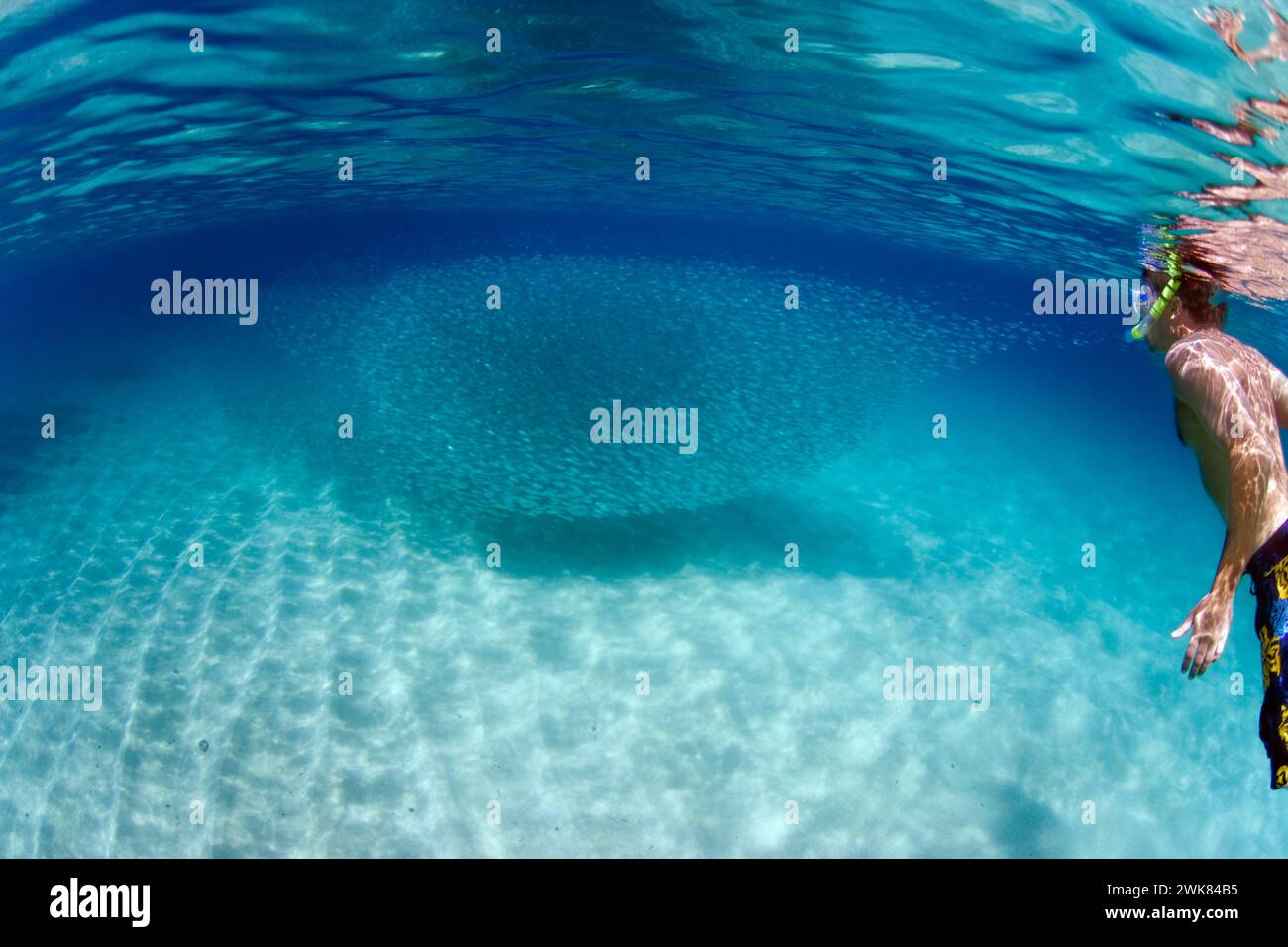 Ein Mann schwimmt unter Wasser in Hawaii mit einer großen Fischschar. Stockfoto