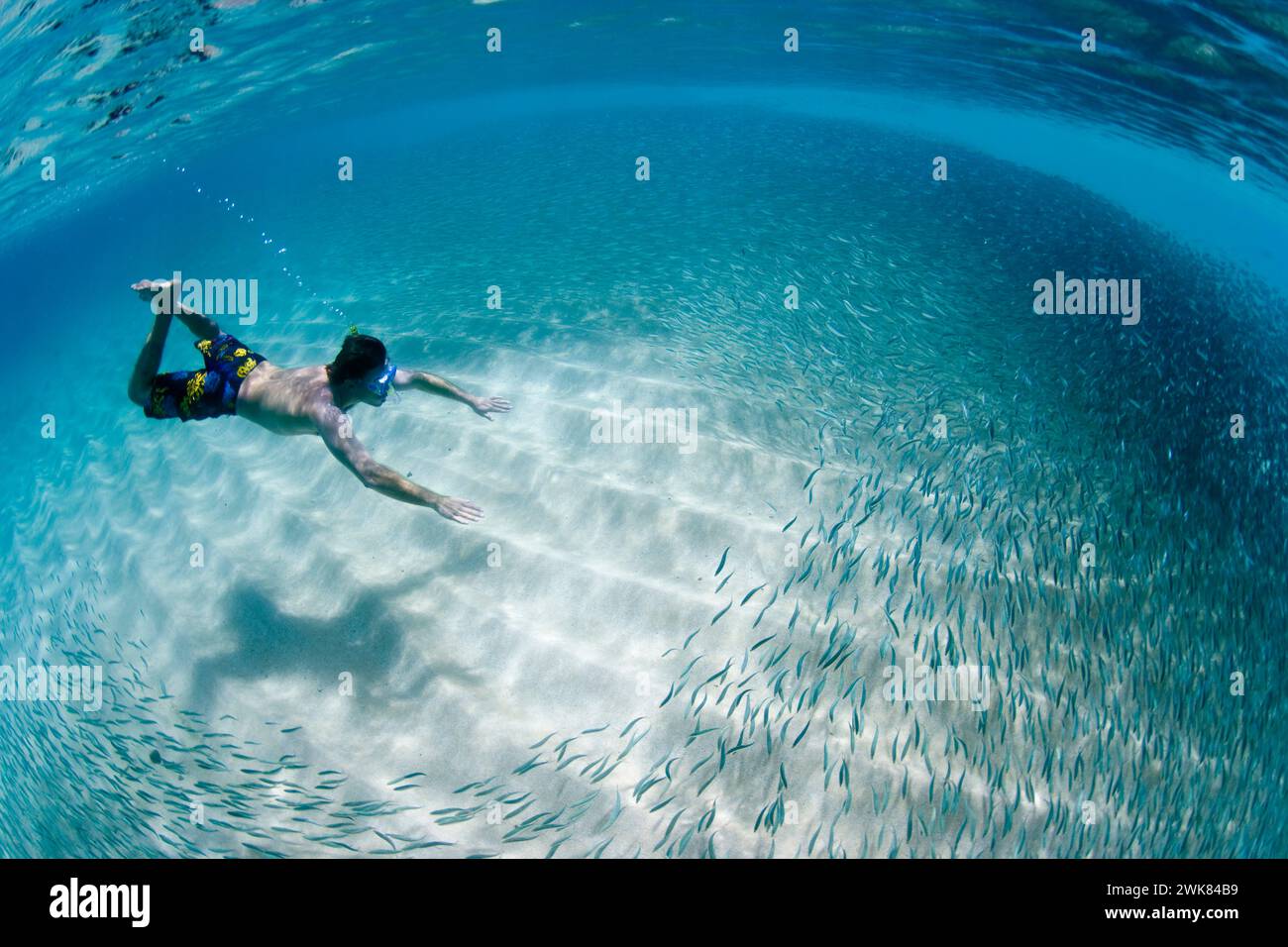 Ein Mann schwimmt unter Wasser in Hawaii mit einer großen Fischschar. Stockfoto