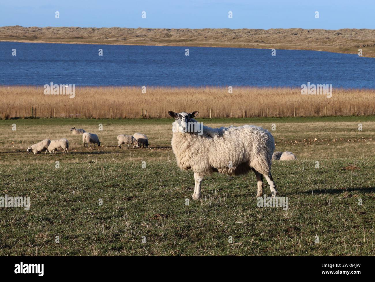 Schafe im Feld Stockfoto
