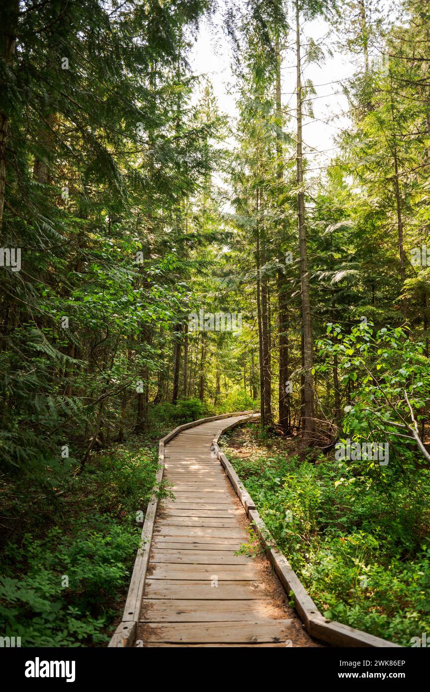 Holzsteg in üppig grünen Wäldern Stockfoto