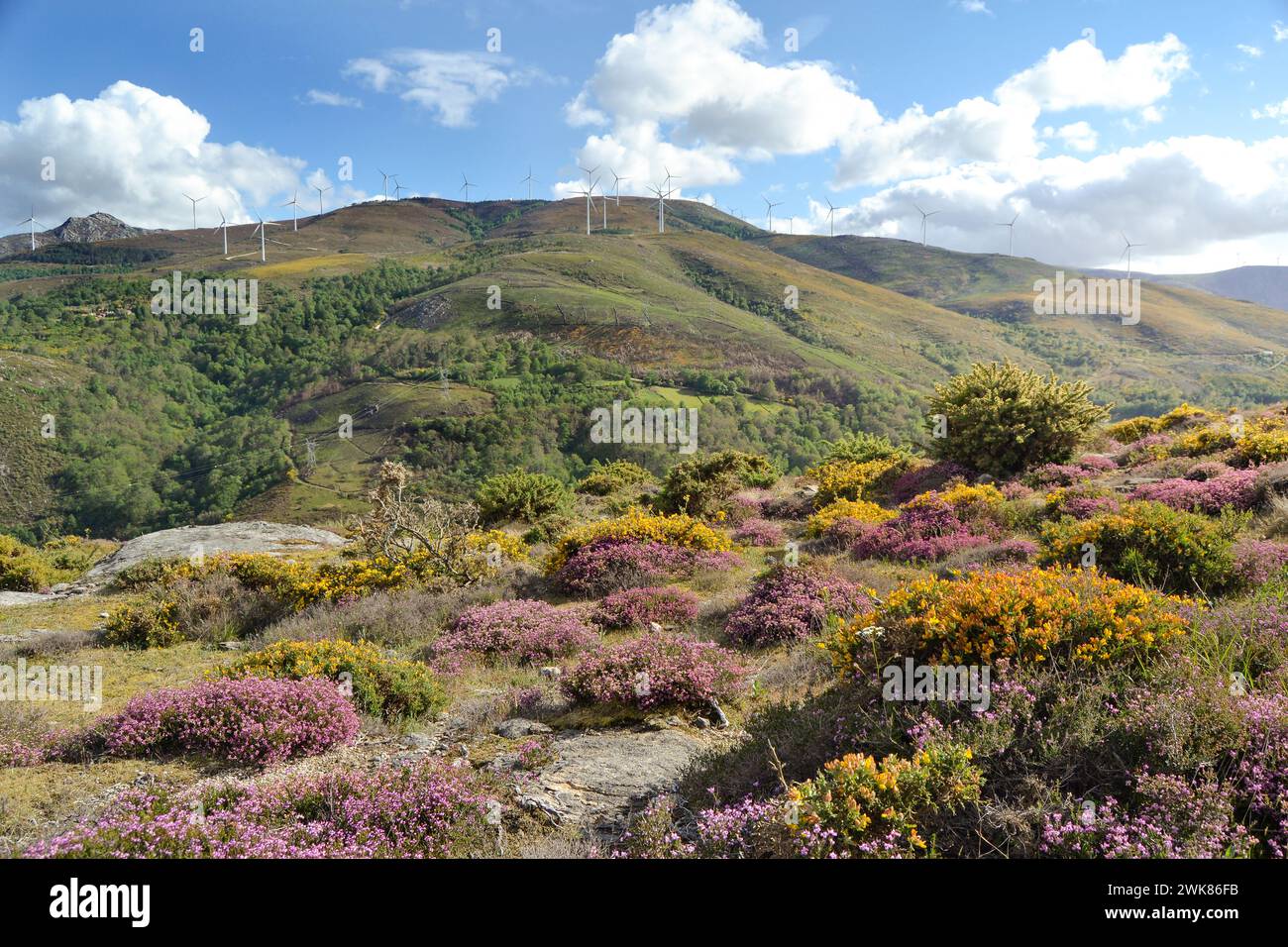 Üppige Sträucher- und Heidekraut-Blumen in einem Berg in Lamas de Mouro. Stockfoto
