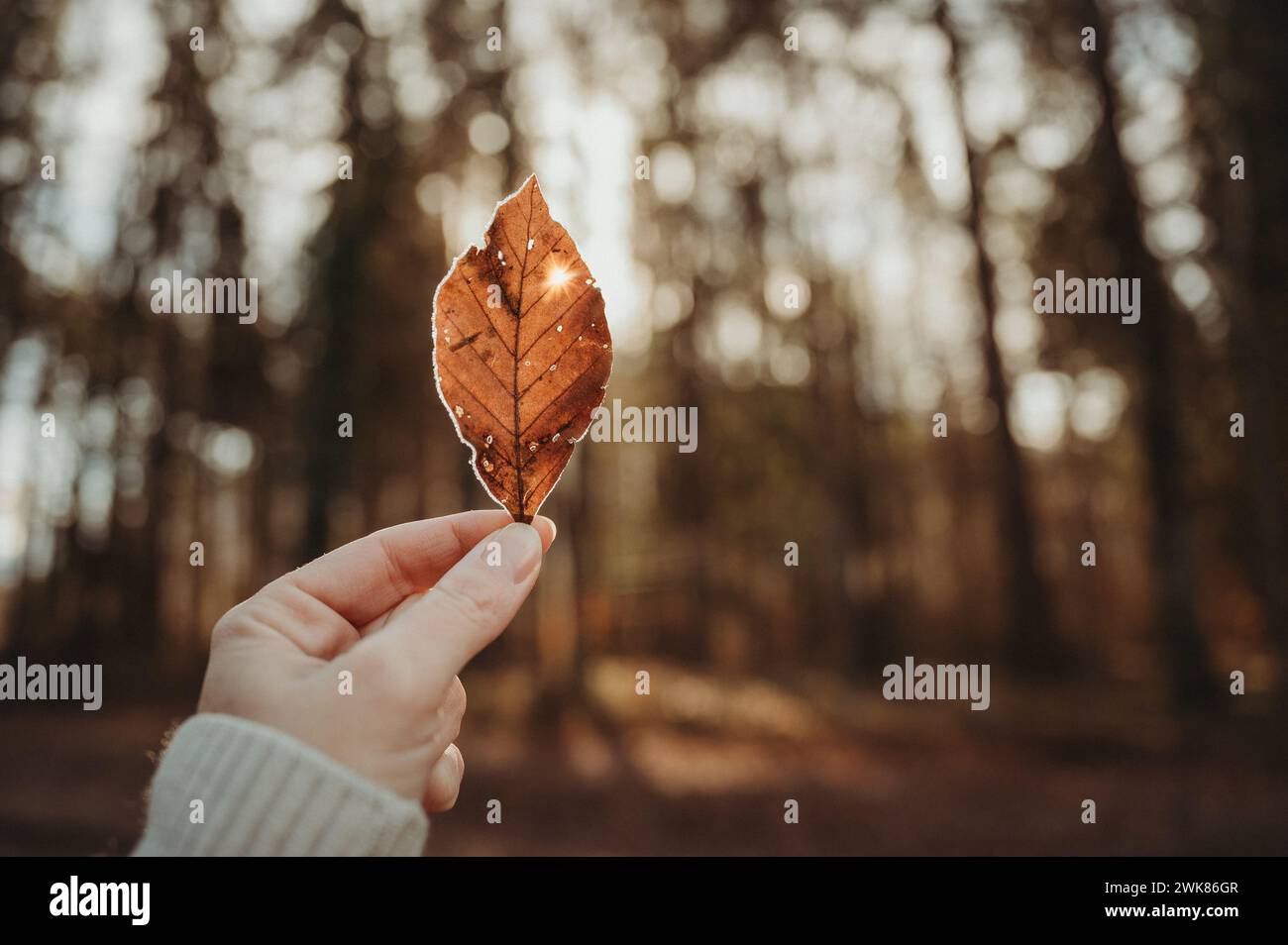 Weibliche Hand, die ein gefrorenes Herbstblatt in der Sonne im Wald hält Stockfoto