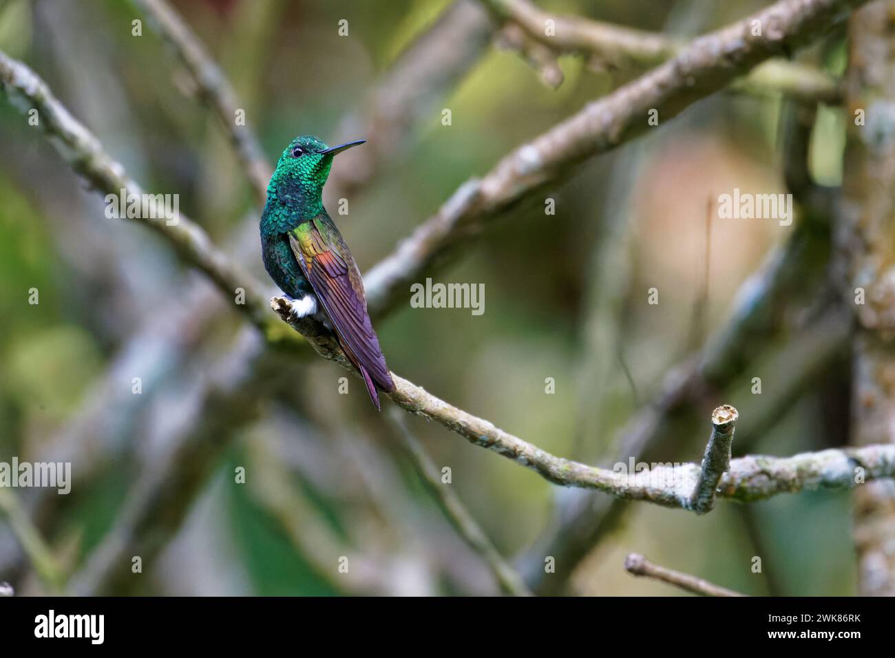 Ein Berylline Kolibri liegt auf einem Ast Stockfoto