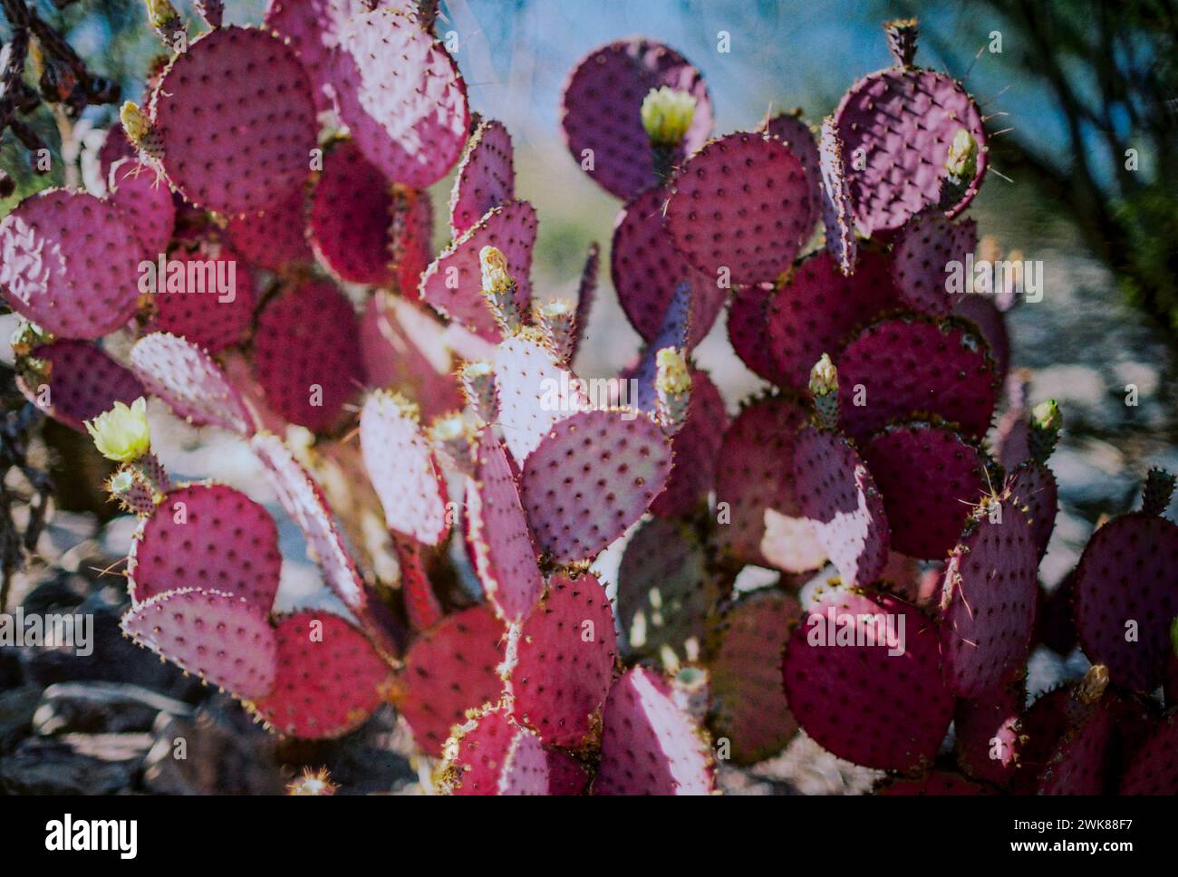 Sonnengeküsster Violetter Feigenkaktus Stockfoto