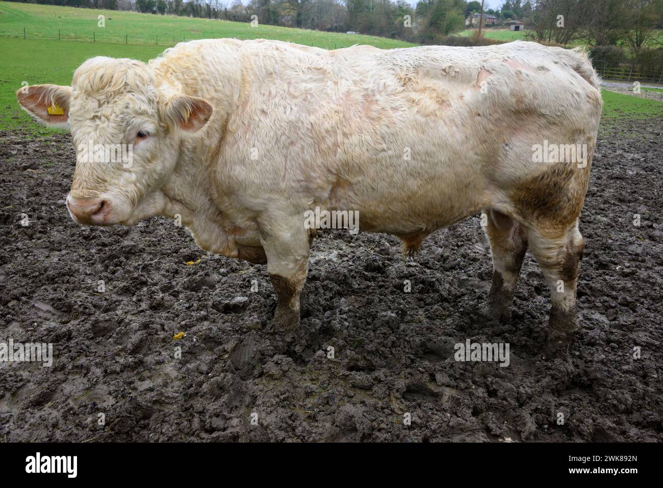 Der Stier steht im Schlamm auf einem schlammigen Feld Stockfoto
