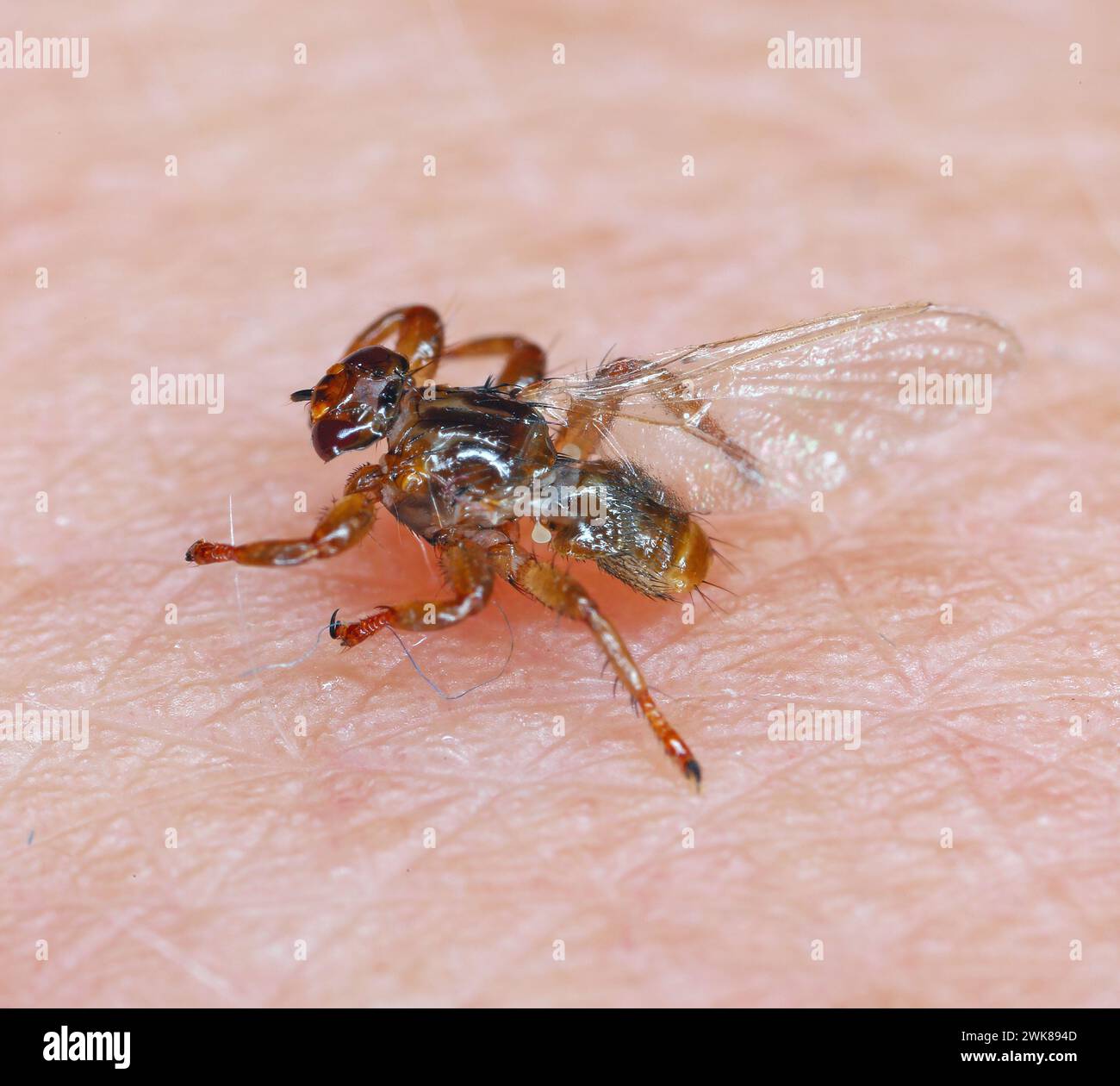 Eine Makroaufnahme der Parasiten Hirschfliege, Lipoptena cervi, auf einem haarigen Sking. Sie wird manchmal als fliegende Zecke bezeichnet. Stockfoto