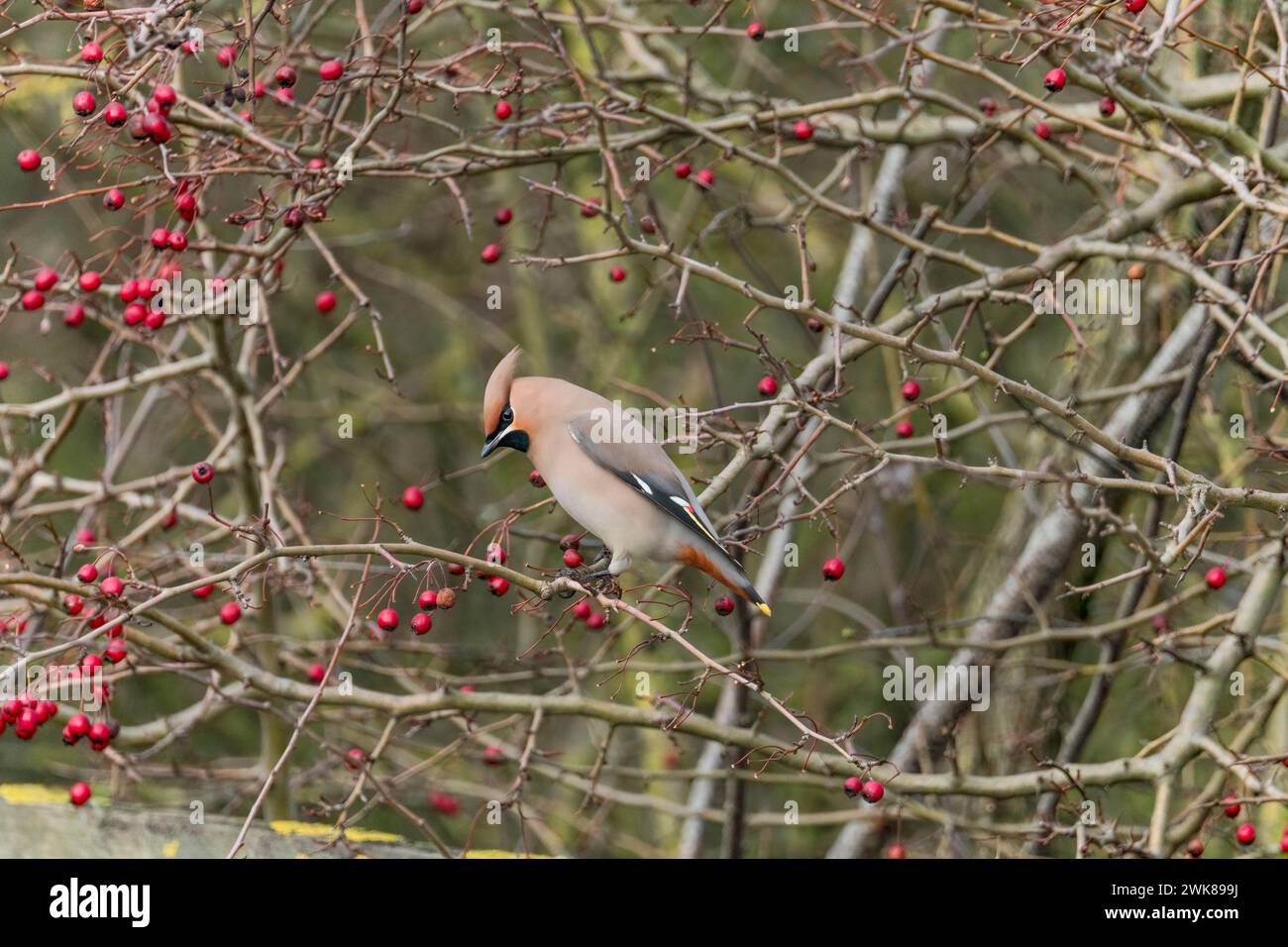 Böhmische Wachsflügel (Bombycilla garrulus), die Weißdornbeeren fressen. Milton Keynes England Großbritannien. Februar 2024 Stockfoto