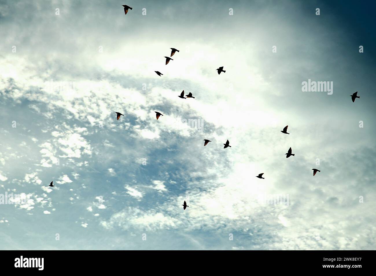 Eine Gruppe von Vögeln, die am Himmel fliegen Stockfoto