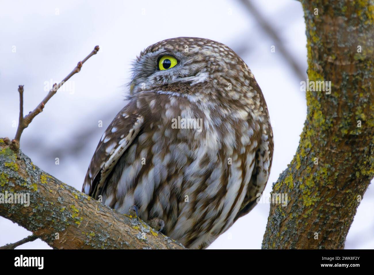 Großaufnahme einer kleinen Eule auf einem Ast (Athene noctua) Stockfoto