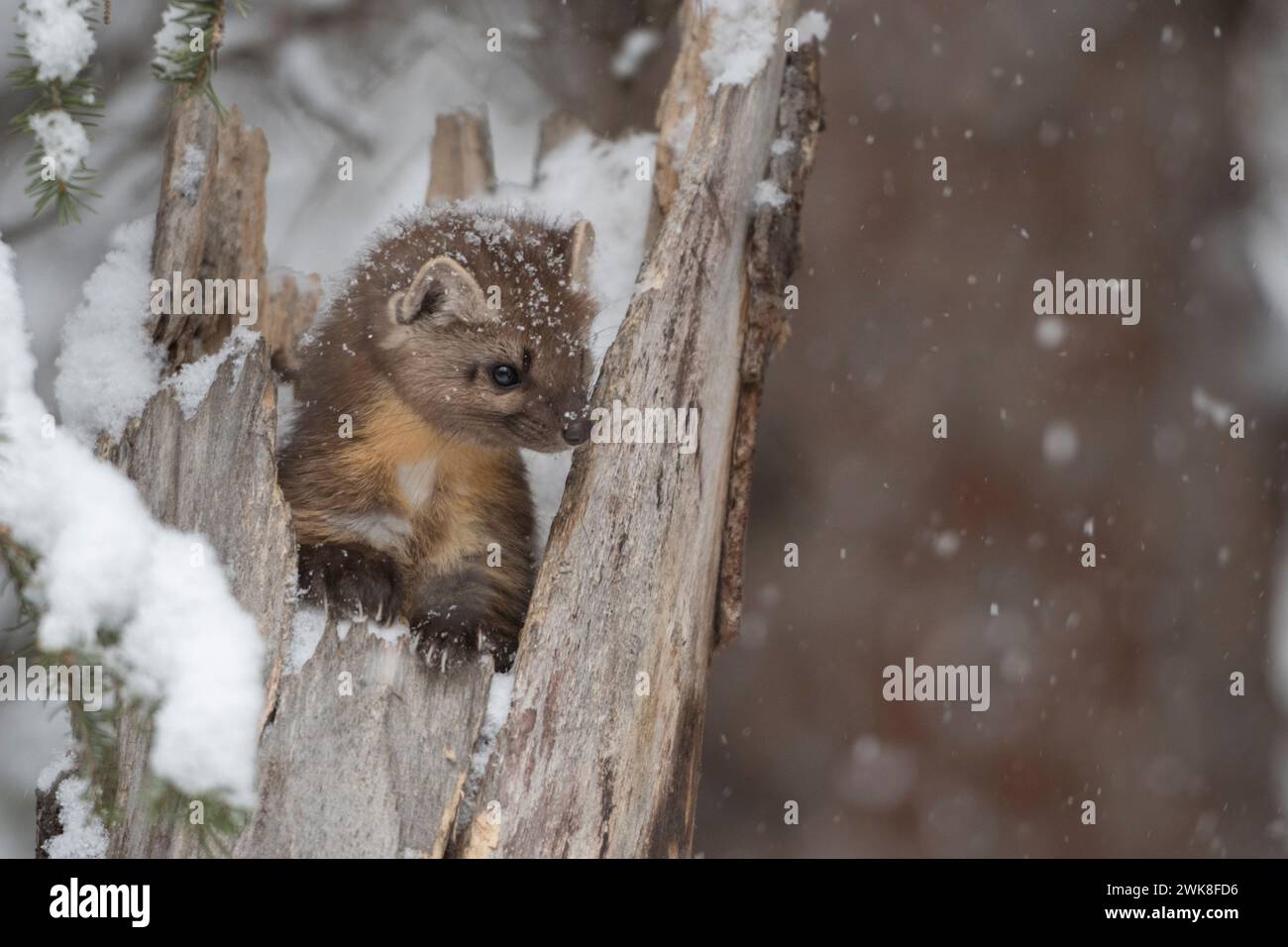 Amerikanischer Kiefernmarder (Martes americana) im Winter, der während des Schneefalls in einem Baumstumpf sitzt, sieht niedlich aus, Montana, USA. Stockfoto