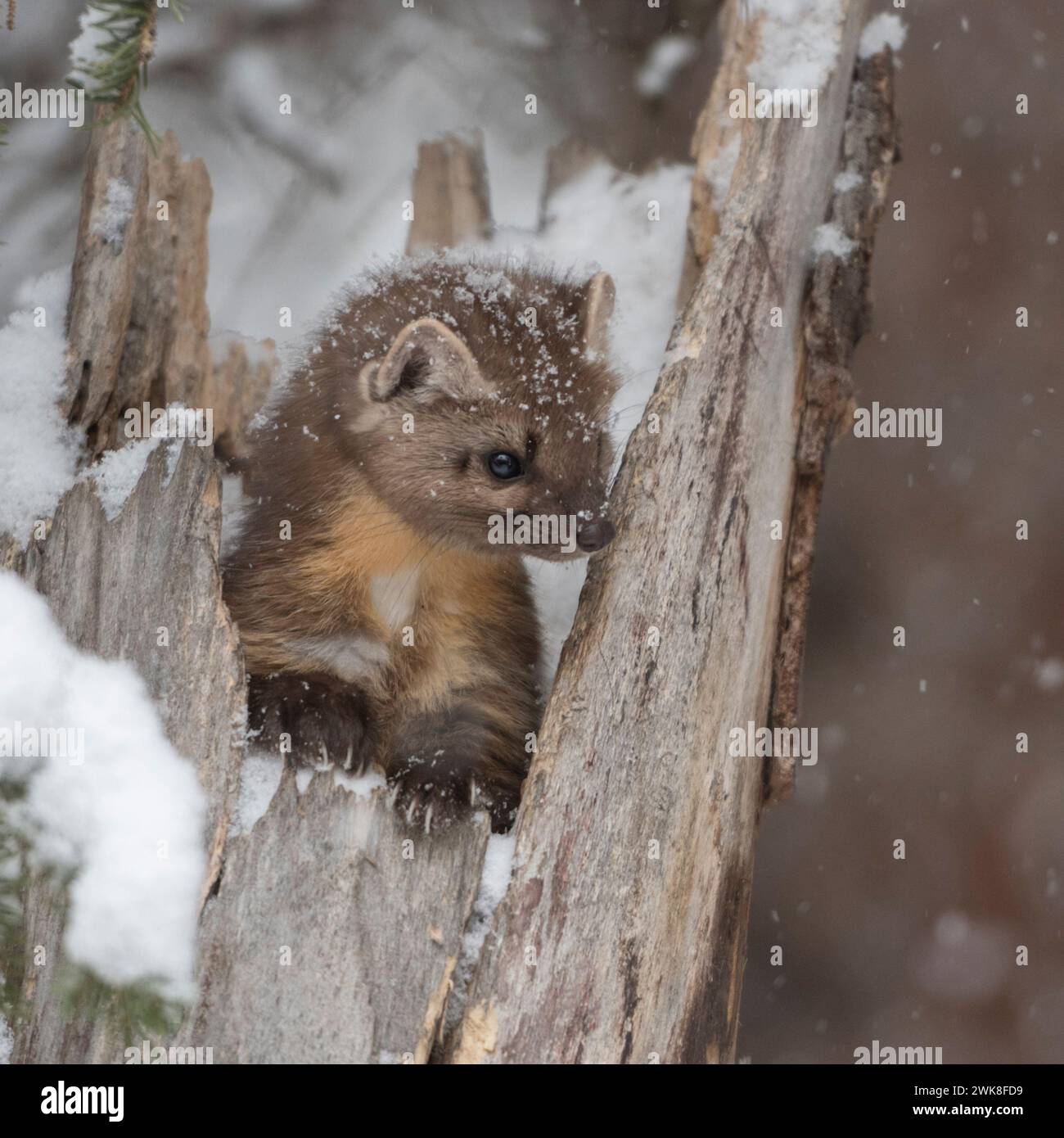Amerikanischer Kiefernmarder (Martes americana) im Winter, der während des Schneefalls in einem Baumstumpf sitzt, sieht niedlich aus, Montana, USA. Stockfoto
