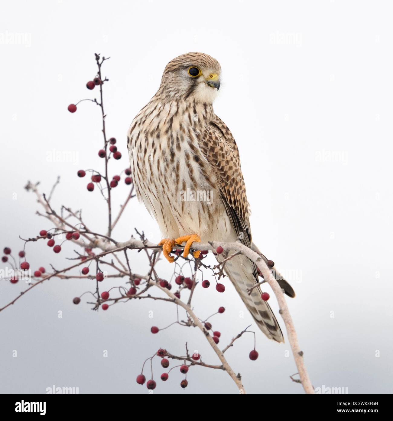 Kestrel ( Falco tinnunkulus ), weibliches Erwachsenes im Winter, auf einem Busch mit roten Beeren, beobachten, Wildtiere, GB, Großbritannien; Europa. Stockfoto