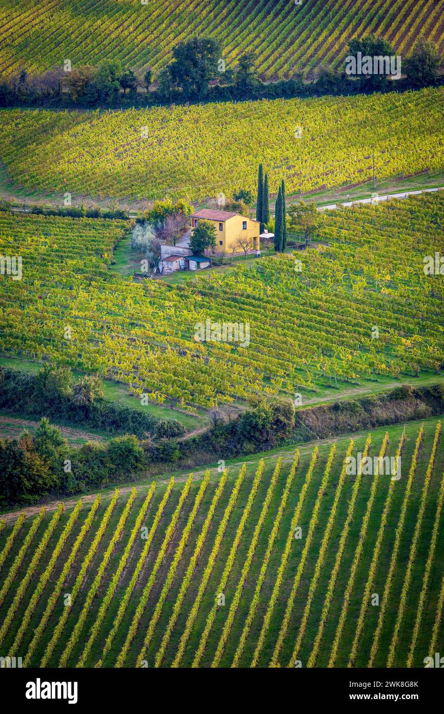 Toskanische Landschaft mit Weinbergen auf Hügeln, die wie ein altes Gemälde aussehen. Foto aufgenommen am 26. Oktober 2023 in San Gimignano, Val d’Orcia, region Toskana Stockfoto