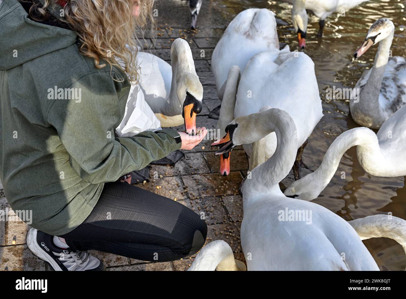Händefütterung von Vögeln. Frau mit Schwänen, Wildtiere England Großbritannien Stockfoto