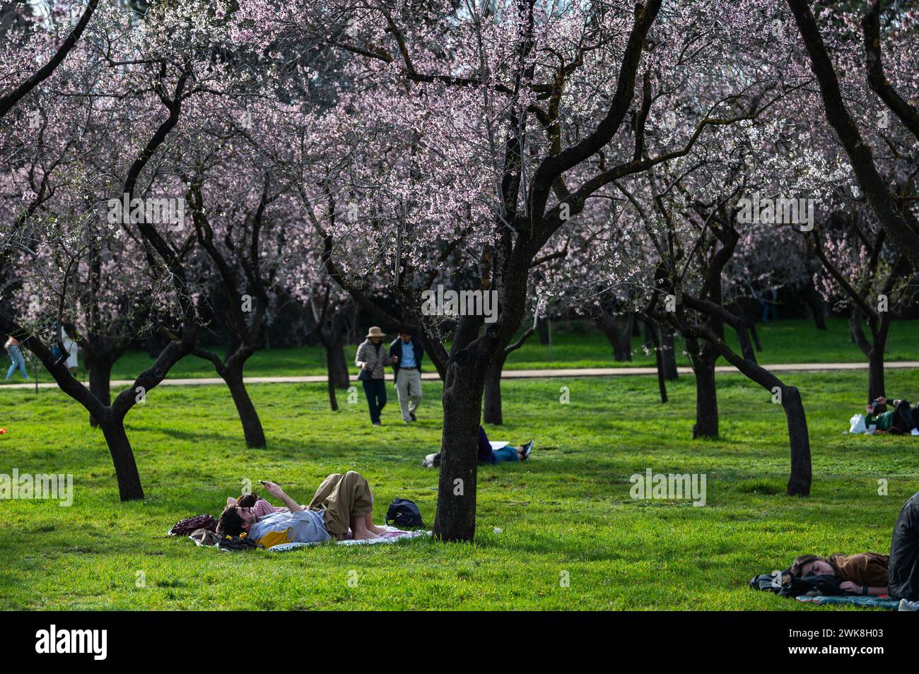 Madrid, Spanien. Februar 2024. Die Menschen genießen ein warmes Wetter unter Mandelbäumen, die kürzlich im Quinta de los Molinos Park blühen. Mit mehr als 1500 Mandelbäumen ist der Park am Ende des Winters und Anfang des Frühlings sehr beliebt, wenn viele Einheimische und Touristen die Gelegenheit nutzen, die blühenden Bäume zu sehen. Quelle: Marcos del Mazo/Alamy Live News Stockfoto