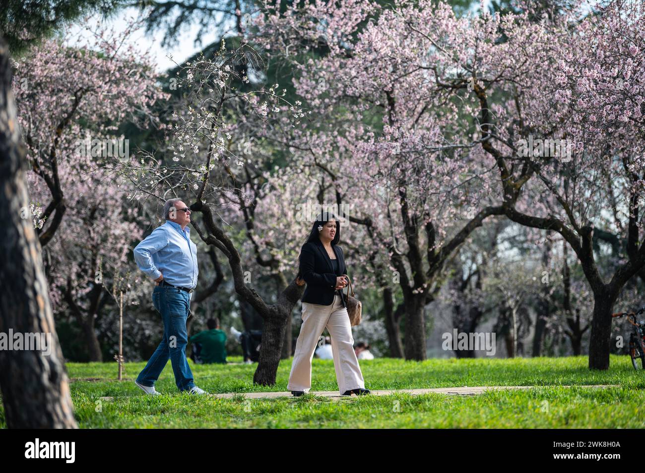 Madrid, Spanien. Februar 2024. Die Menschen genießen ein warmes Wetter unter Mandelbäumen, die kürzlich im Quinta de los Molinos Park blühen. Mit mehr als 1500 Mandelbäumen ist der Park am Ende des Winters und Anfang des Frühlings sehr beliebt, wenn viele Einheimische und Touristen die Gelegenheit nutzen, die blühenden Bäume zu sehen. Quelle: Marcos del Mazo/Alamy Live News Stockfoto