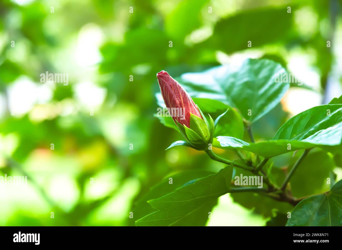 Nahaufnahme eines Makrofotos von roten Hibiskusblüten, die bereit sind, im Garten zu blühen Stockfoto