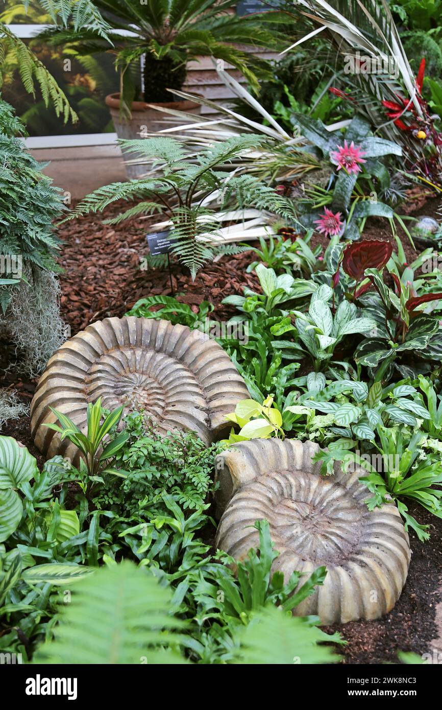 Ammonites, Moist gemäßigte Zone, Houseplant Takeover 2024: Plants Before Time, Glasshouse, RHS Garden Wisley, Woking, Surrey, England, Großbritannien, Europa Stockfoto