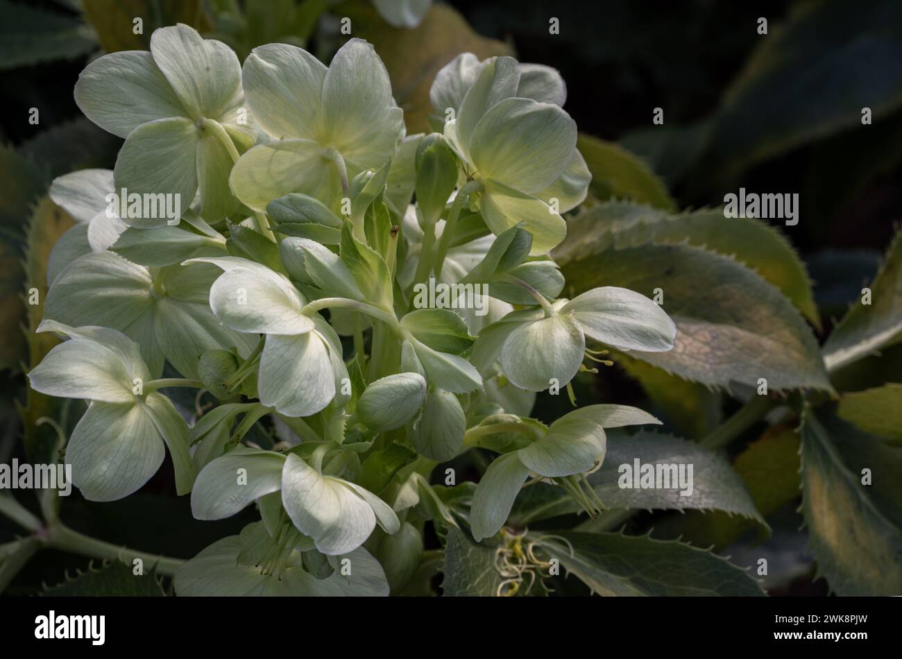 Attraktive grüne Blüten des korsischen Hellebarres oder Argumentfolius „Silberspitze“ blühend mit einem Hintergrund von Blättern im Spätwinter und frühen Frühling, Co Stockfoto