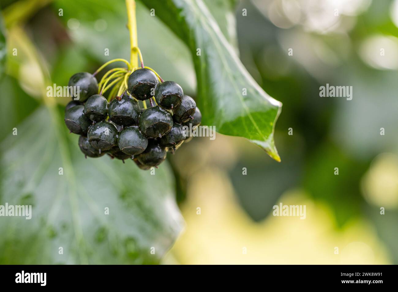 Nahaufnahme von reifem Efeu - hedera helix - Beeren Stockfoto