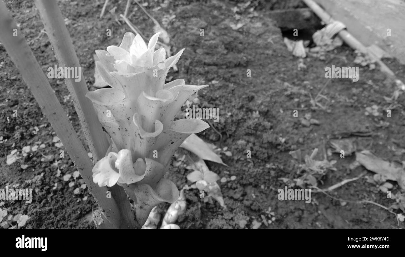 Foto von Kurkuma-Blüten, die noch am Baumstamm befestigt sind Stockfoto