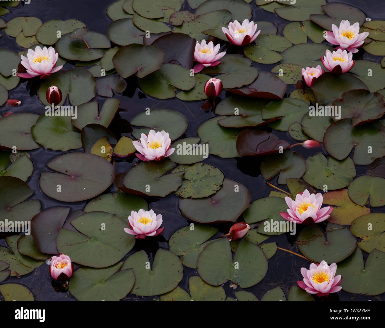 Nahaufnahme der blassrosa Blüten und der violetten und grünen schwimmenden Blätter der mehrjährigen Wassergartenteichpflanze nymphaea marliacea rosea. Stockfoto