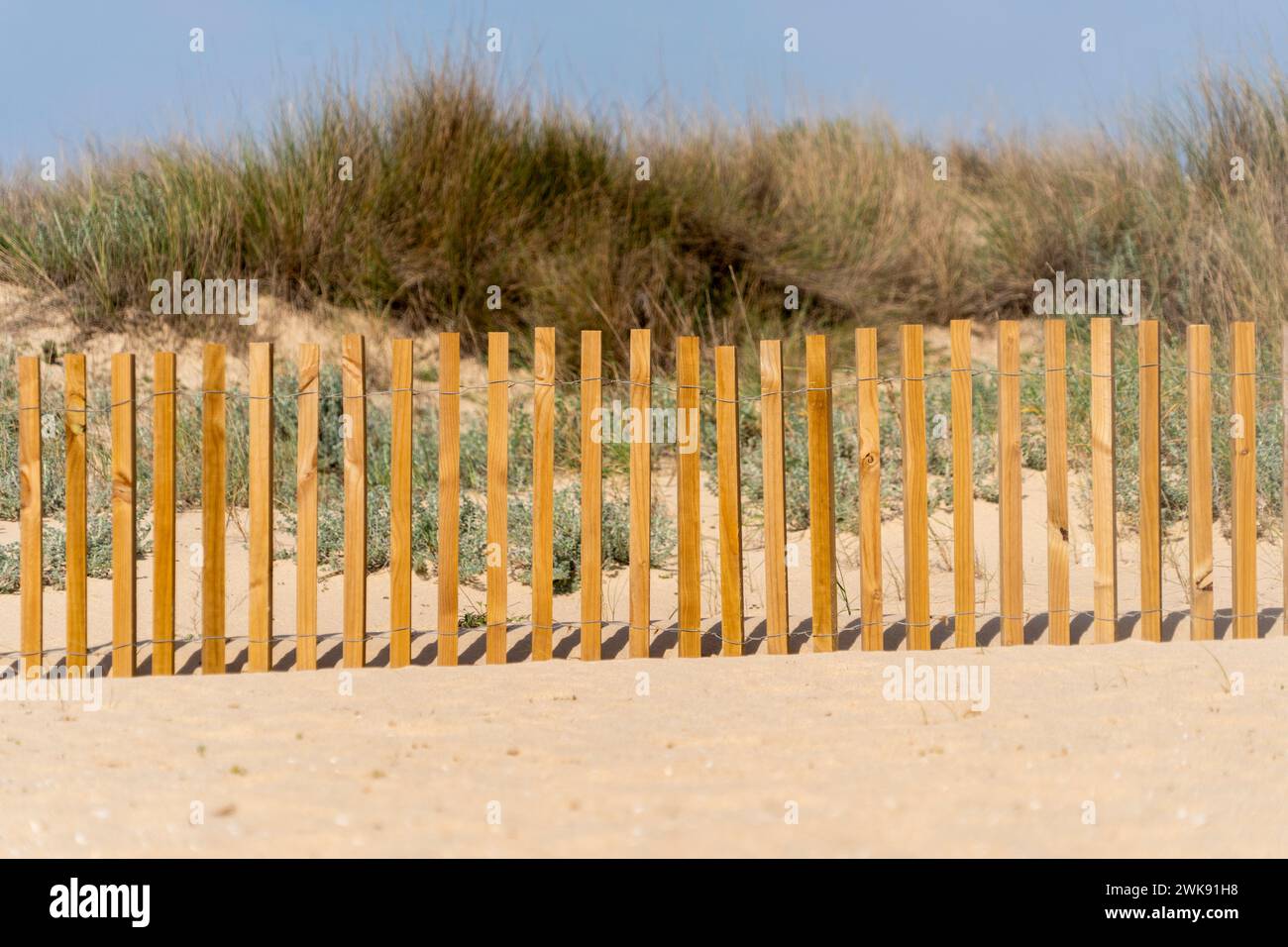 Strandzaun, Dünenbau und Verstärkung mit Holz und Seegras Stockfoto