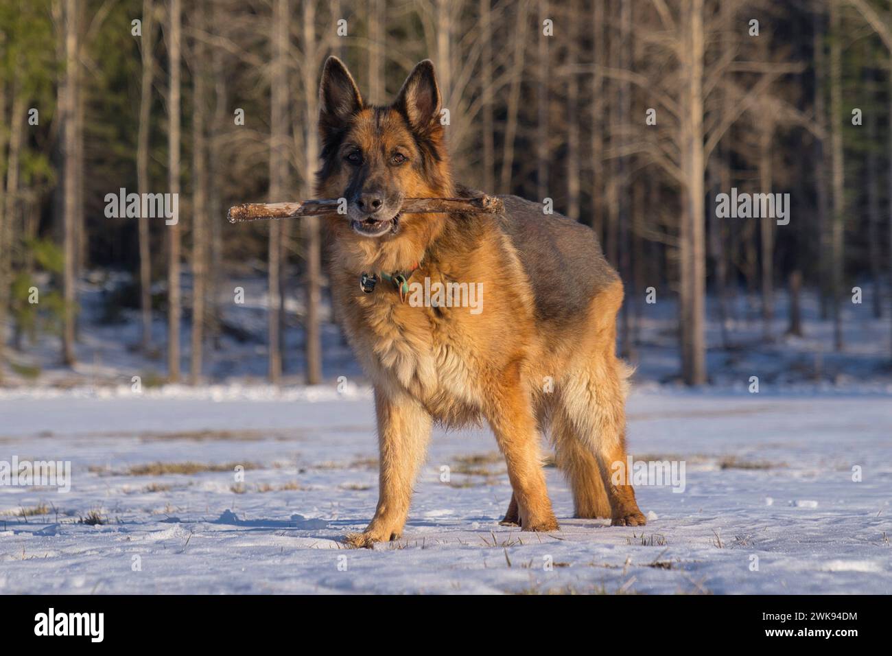 Ein Schäferhund, der im Schnee steht und einen Stock hält. Stockfoto
