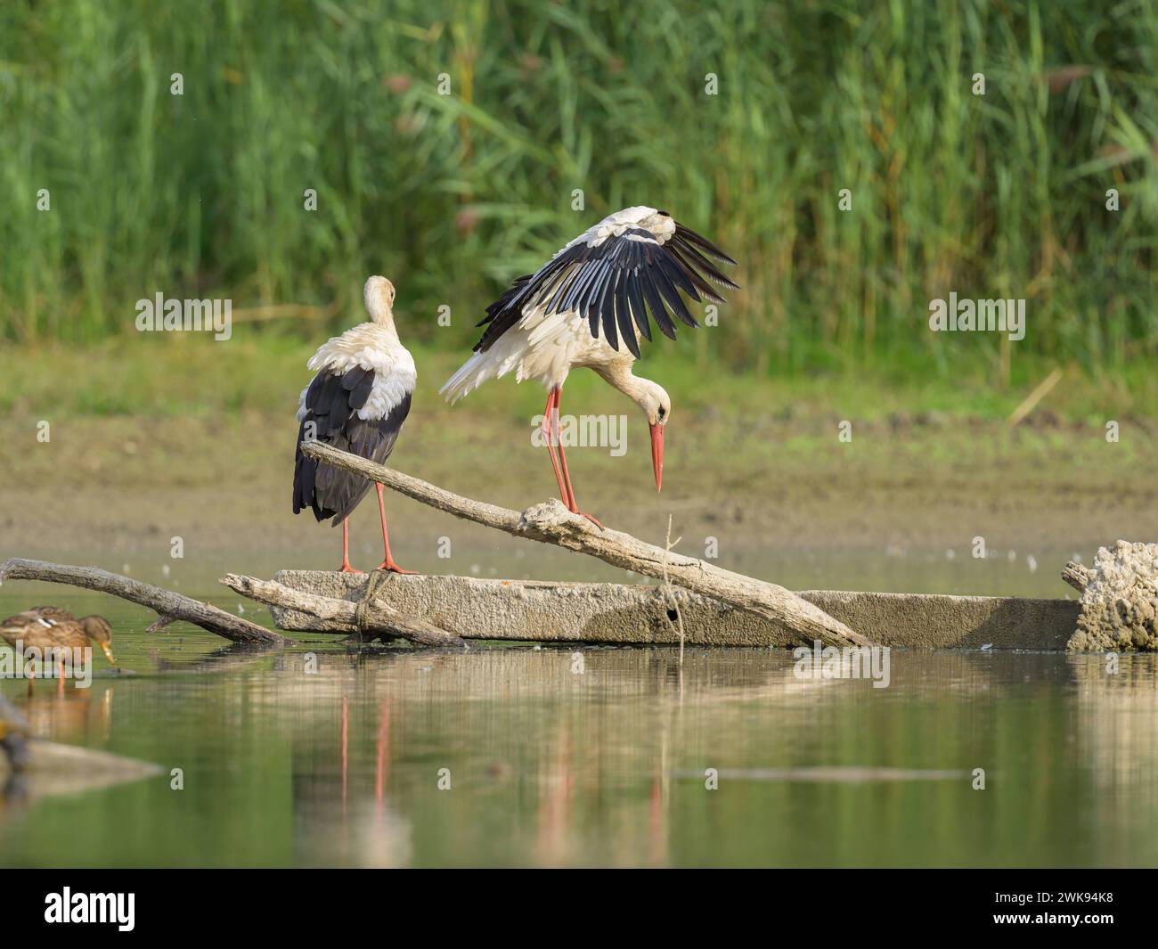 Zwei Weißstörche stehen auf einem Stück Holz, sonniger Herbsttag in Niederösterreich Fischamend Österreich Stockfoto