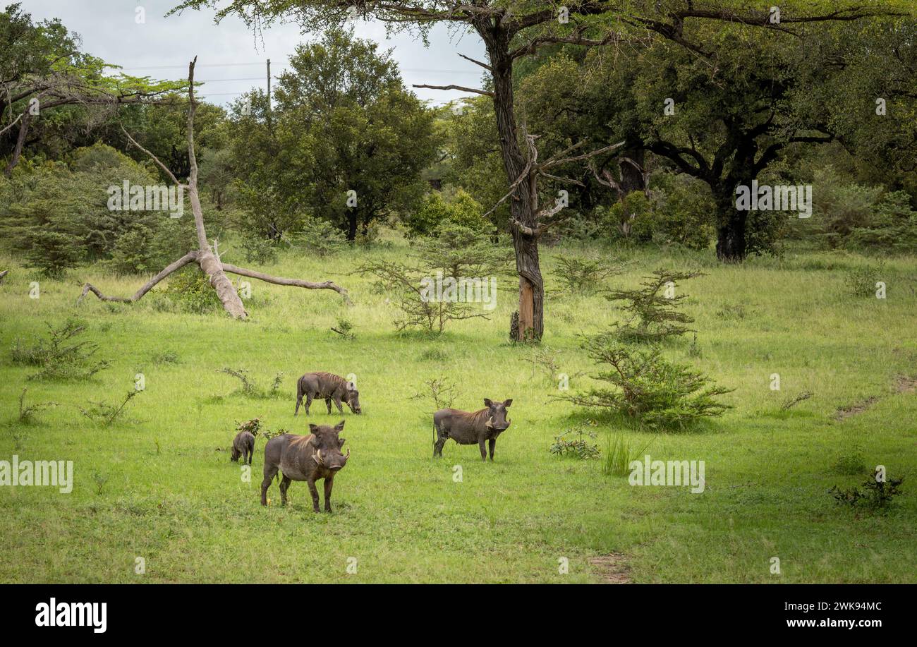 Eine Familiengruppe gemeiner Warzenschweine (phacochoerus africanus) im Nyerere-Nationalpark (Selous Game Reserve) im Süden Tansanias. Stockfoto
