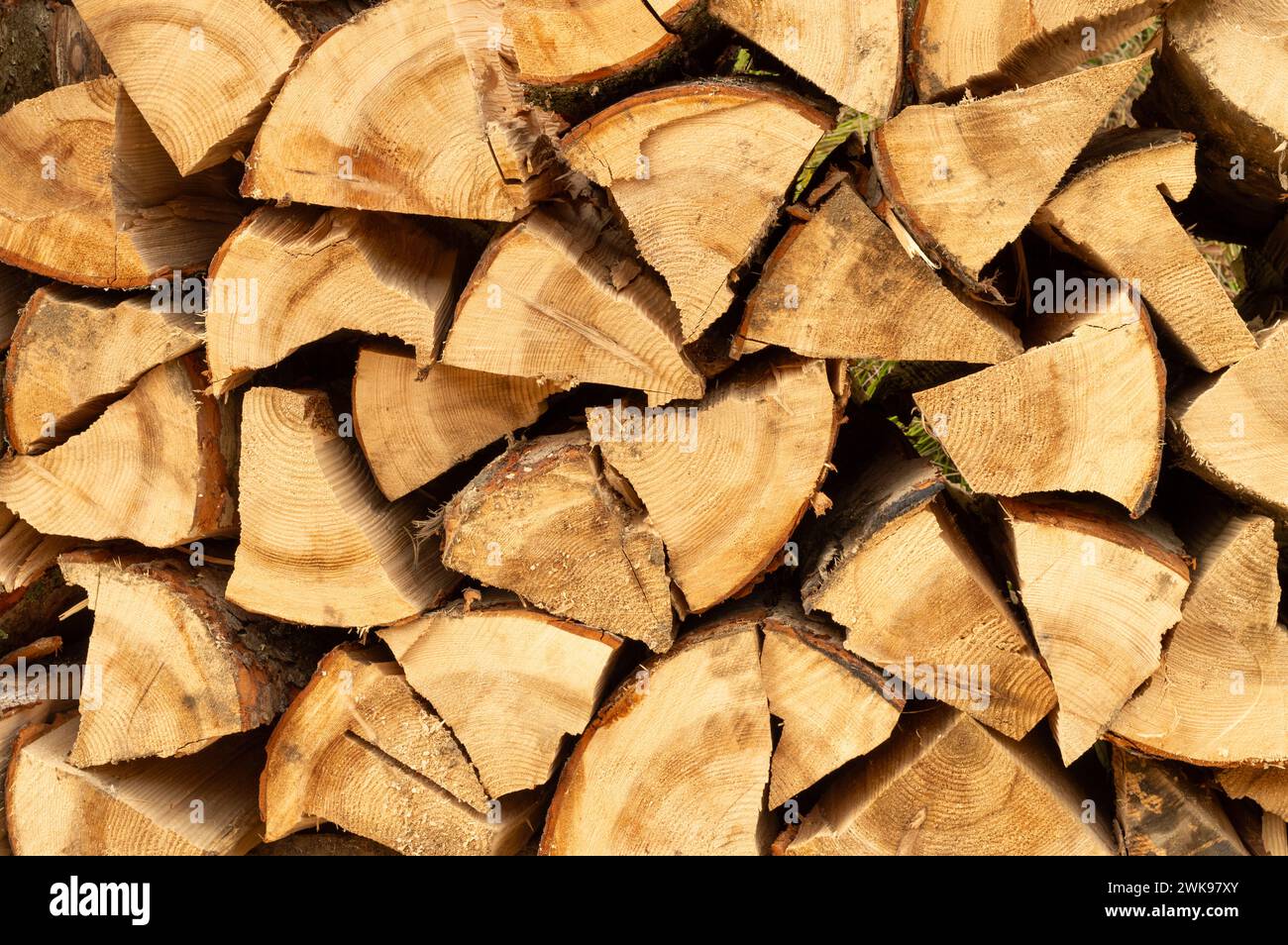 Holzhaufen. Frisch geschnittene Holzscheite im Wald gestapelt. Brennholz, Umweltschäden, ökologische Probleme, Entwaldung, alternative Energie, Lumbe Stockfoto