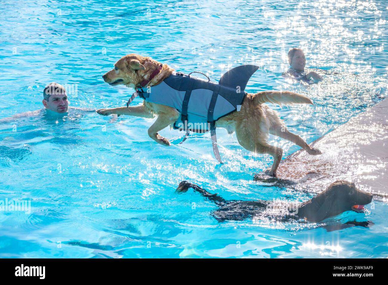 Das jährliche Hundeschwimmen im Cheltenham Park Lido. Besitzer und ihre Haustiere haben die Möglichkeit, nach der Sommersaison ein Bad zu nehmen. Stockfoto