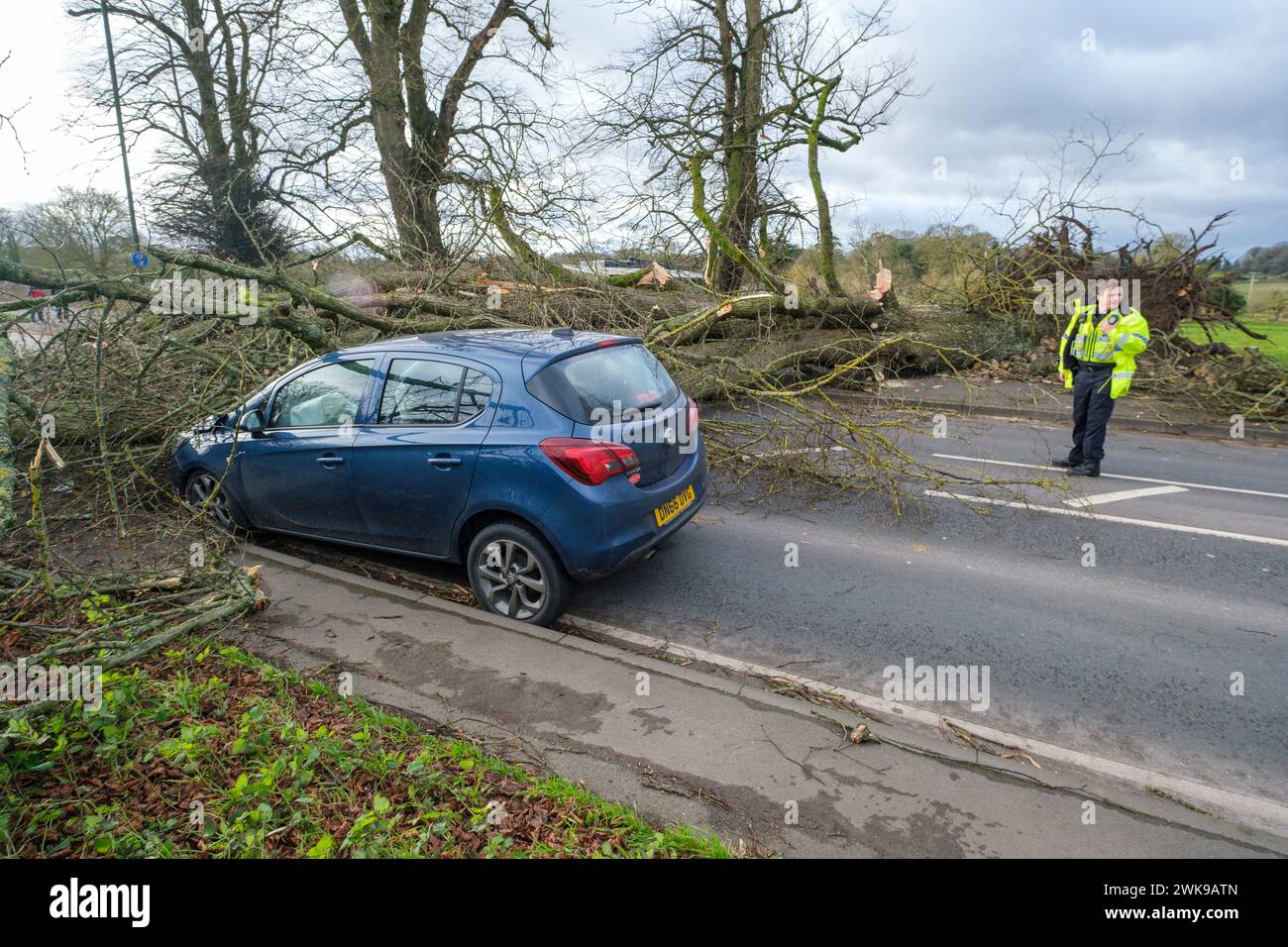 Die A417 (A435) in Cirencester ist komplett blockiert und kauft einen gefallenen Baum, der bei starken Winden vom Sturm Pia heruntergeworfen wurde. Ein kleiner Vauxhall-Wagen wurde unter den äußeren Ästen des Baumes gefangen, die Insassen sollen in Ordnung sein. Stockfoto
