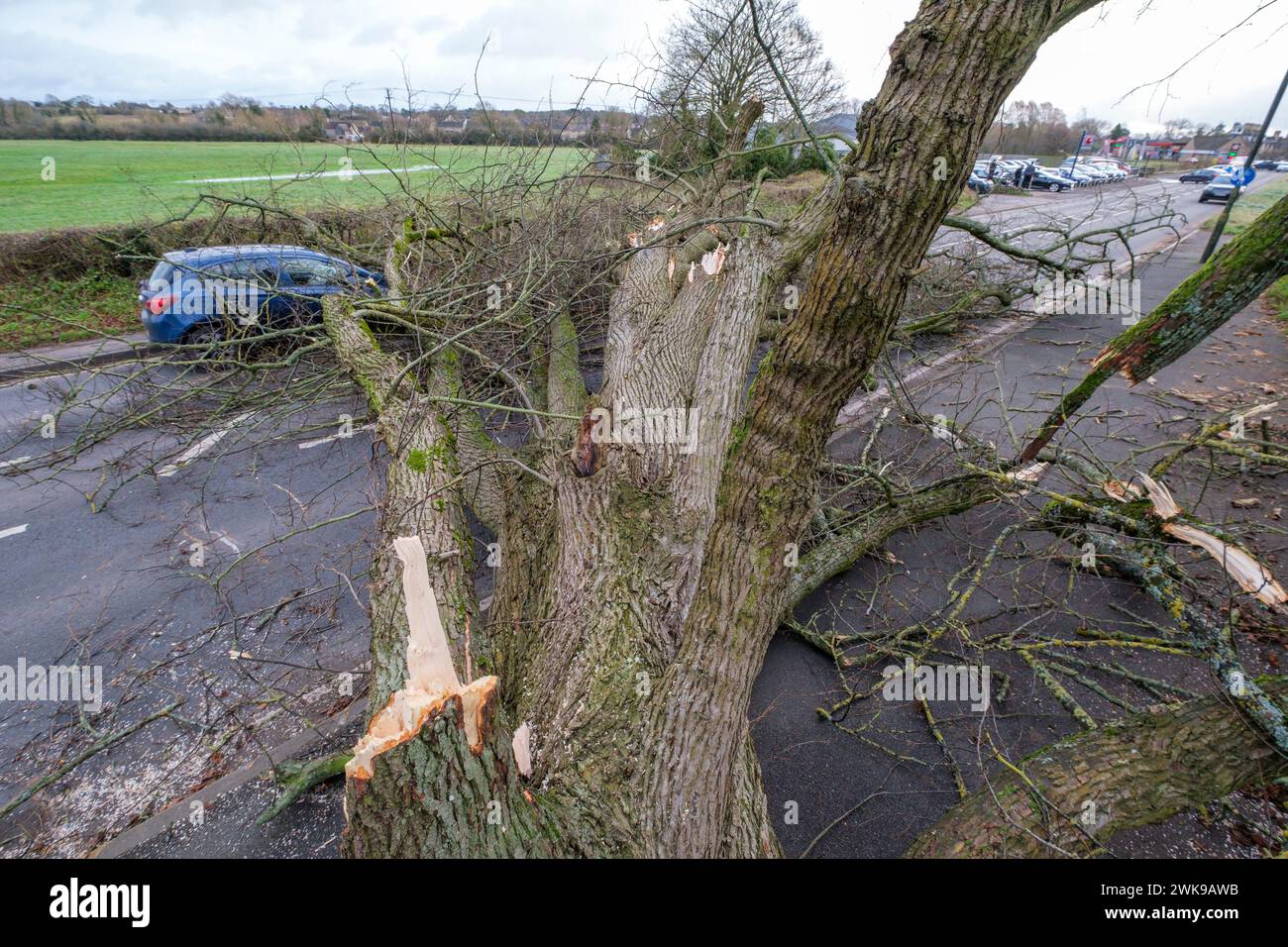Die A417 (A435) in Cirencester ist komplett blockiert und kauft einen gefallenen Baum, der bei starken Winden vom Sturm Pia heruntergeworfen wurde. Ein kleiner Vauxhall-Wagen wurde unter den äußeren Ästen des Baumes gefangen, die Insassen sollen in Ordnung sein. Stockfoto