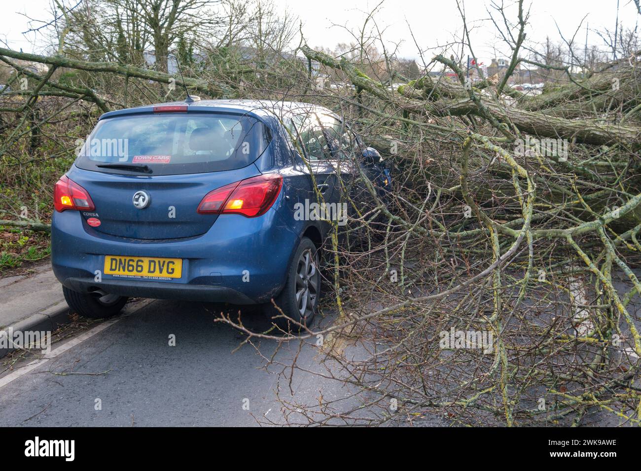 Die A417 (A435) in Cirencester ist komplett blockiert und kauft einen gefallenen Baum, der bei starken Winden vom Sturm Pia heruntergeworfen wurde. Ein kleiner Vauxhall-Wagen wurde unter den äußeren Ästen des Baumes gefangen, die Insassen sollen in Ordnung sein. Stockfoto