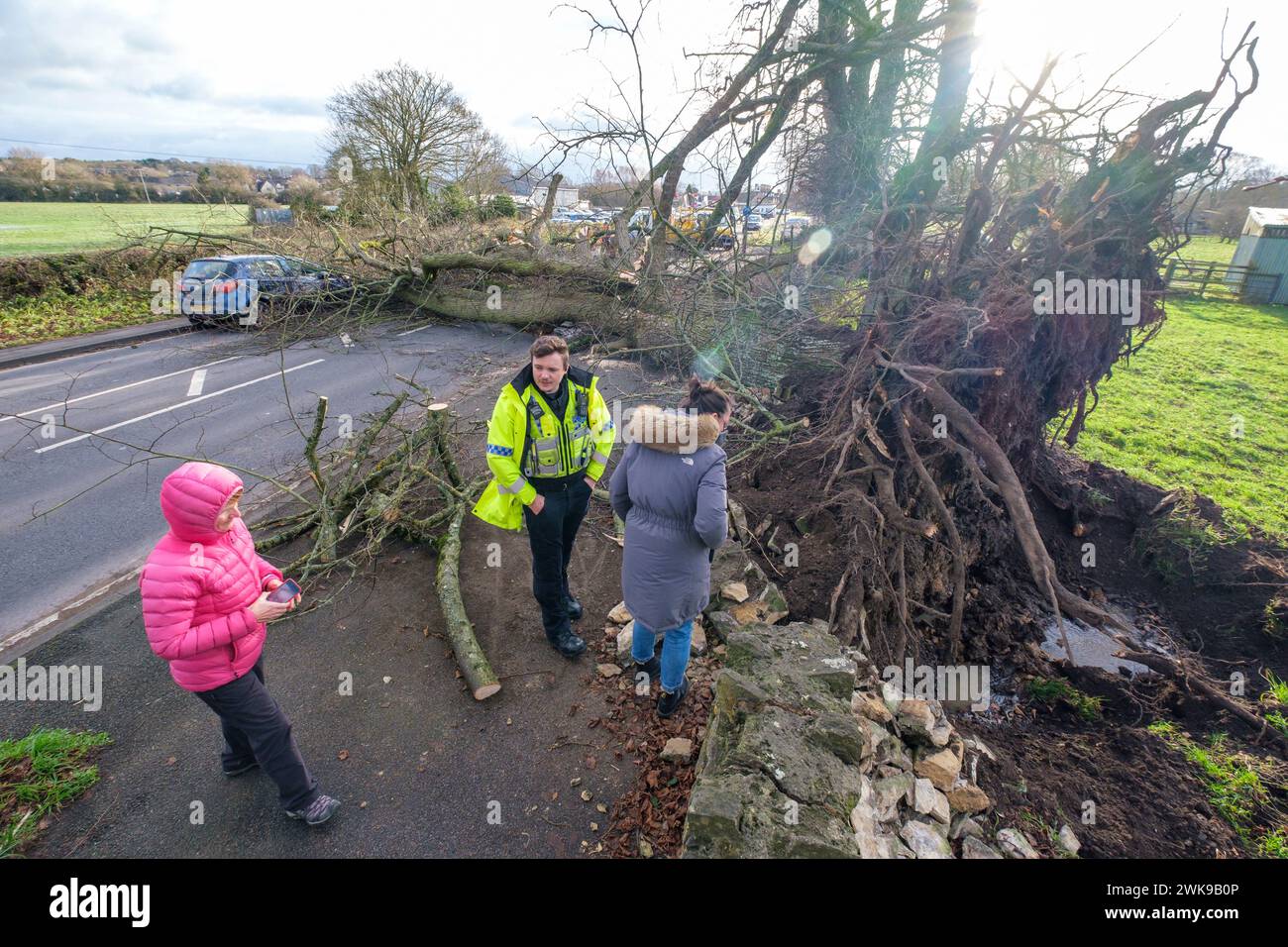 Die A417 (A435) in Cirencester ist komplett blockiert und kauft einen gefallenen Baum, der bei starken Winden vom Sturm Pia heruntergeworfen wurde. Ein kleiner Vauxhall-Wagen wurde unter den äußeren Ästen des Baumes gefangen, die Insassen sollen in Ordnung sein. Stockfoto
