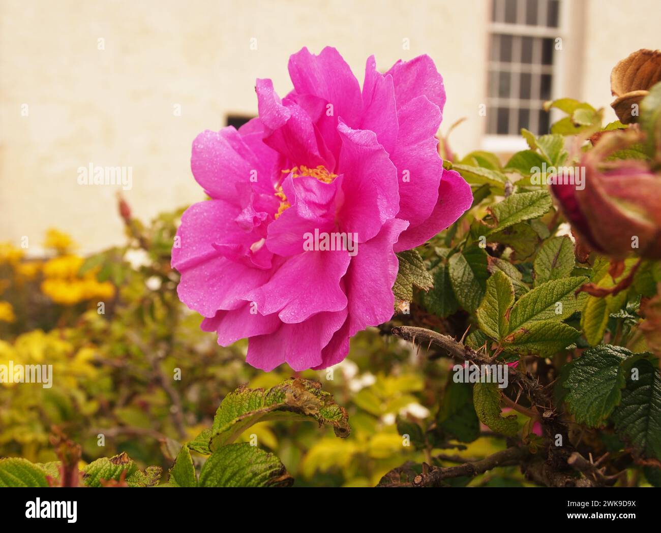 Eine Rosa rugosa, eine rosa Rose, die in Ostasien beheimatet ist Stockfoto