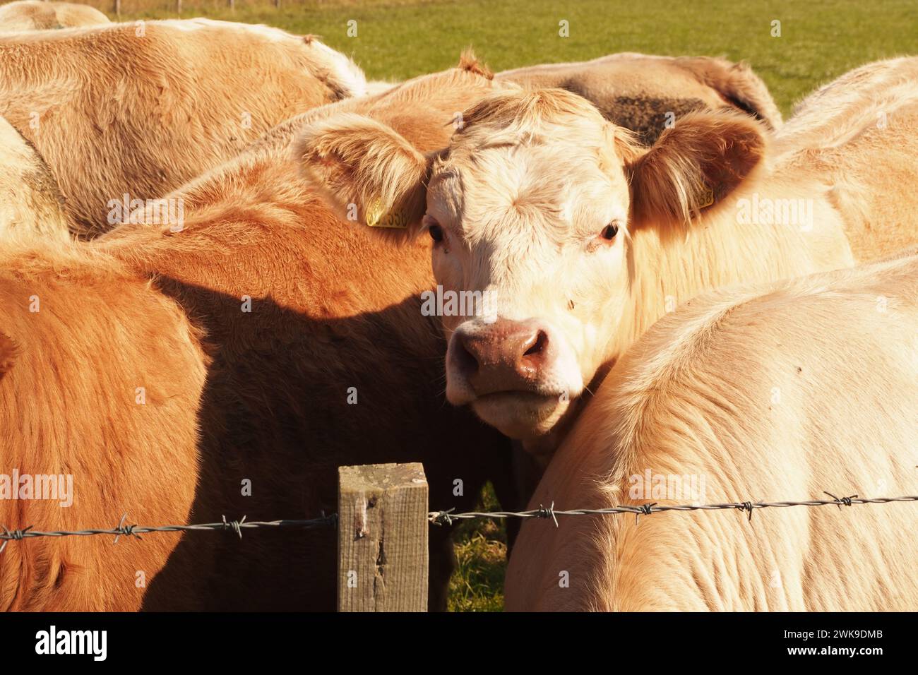 Eine neugierige Kuh unter einer Herde mit Ohrmarken, Insekten und einer nassen Nase, Orkney Scotland UK Stockfoto